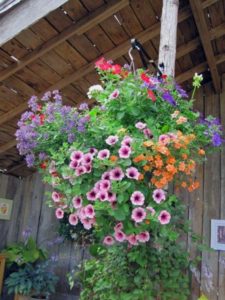 2009-kleijn-nurseries-hanging-baskets-2