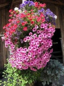 2009-kleijn-nurseries-hanging-baskets-21