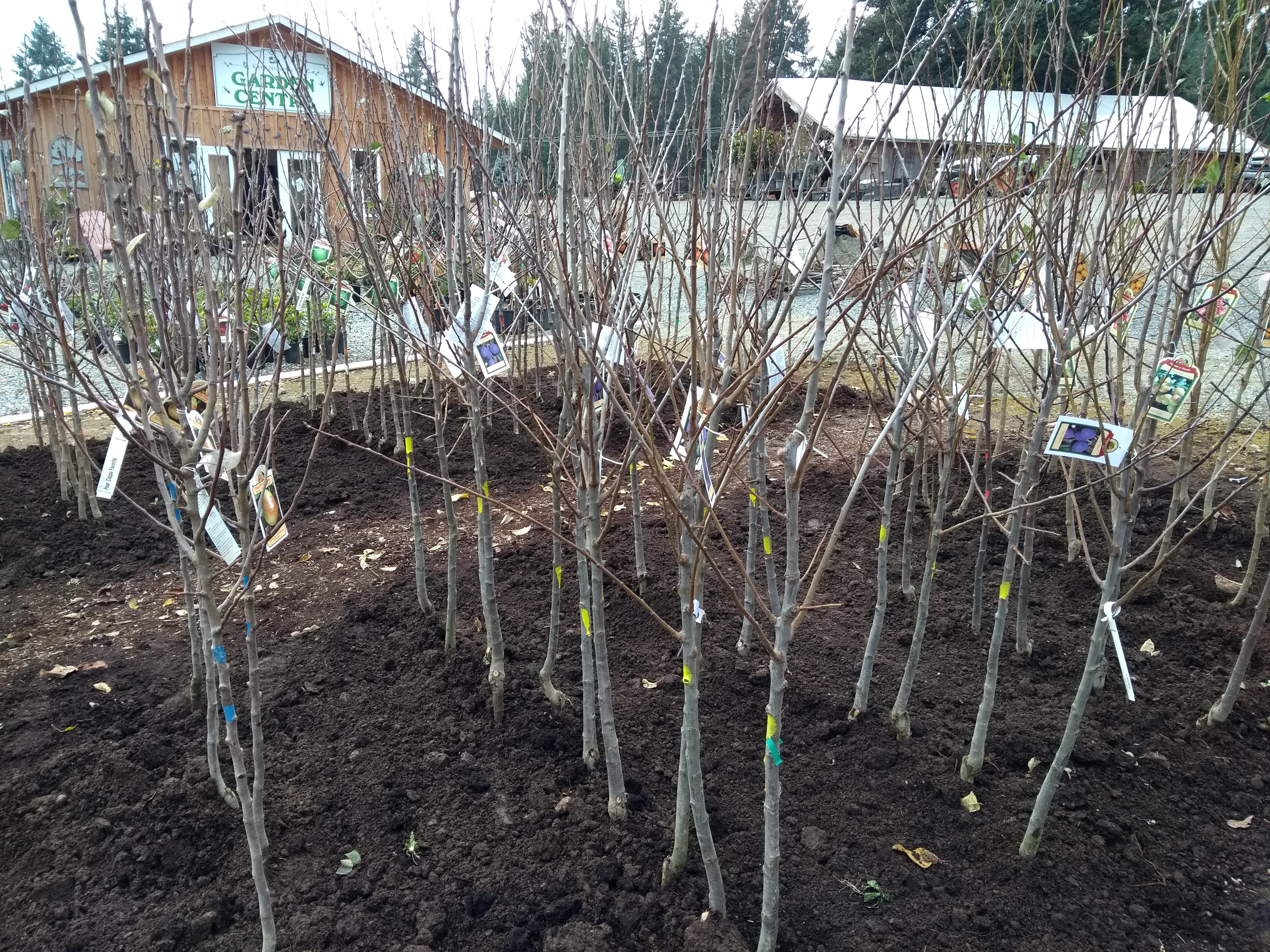Bare root fruit trees wholesale